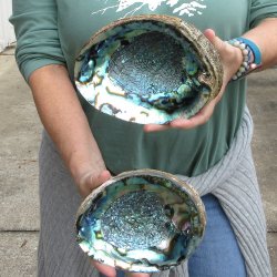 Two piece Natural Green Abalone 7" & 7-1/2"