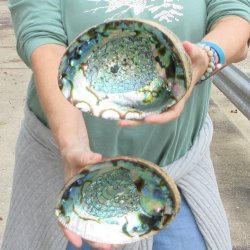 Two piece Natural Green Abalone 7" 
