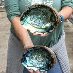 Two piece Natural Green Abalone 7" & 7-1/2"