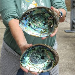 Two piece Natural Green Abalone 7" 