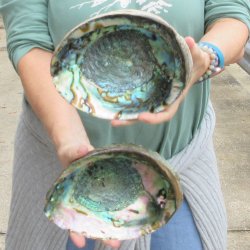 Two piece Natural Green Abalone 7-1/2"