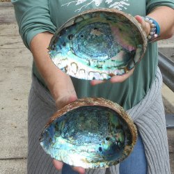 Two piece Natural Green Abalone 7" & 7-1/2"