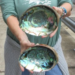 Two piece Natural Green Abalone 7" & 7-1/2"