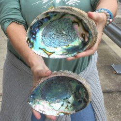 Two piece Natural Green Abalone 7" 