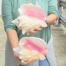 Two Piece Pink Conchs 8" & 8-1/2"