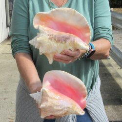 Two Piece Pink Conchs 8" & 8-1/2"