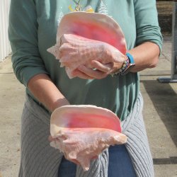 Two Piece Pink Conchs 8" 