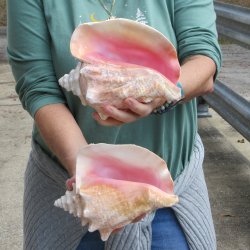 Two Piece Pink Conchs 8" 