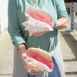 Two Piece Pink Conchs 8" 