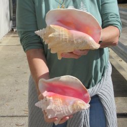 Two Piece Pink Conchs 7-1/2" & 8-1/2"