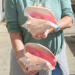 Two Piece Pink Conchs 8" 