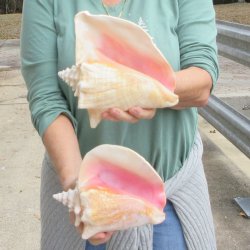 Two Piece Pink Conchs 8" 