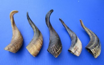 Wholesale Goat Horns - 6 inches to 12 inches - 10 pcs @ $4.50 each; 40 pcs @ $3.75 each 