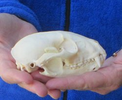Raccoon Skull 4-1/2 inch