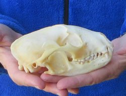 Raccoon Skull 5 inch