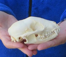 Raccoon Skull 4-3/4 inch