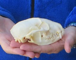 Raccoon Skull 4-3/4 inch