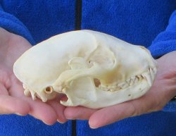 Raccoon Skull 5-1/4 inch