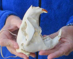  B-Grade 5" North American Beaver Skull 