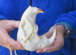  B-Grade 5" North American Beaver Skull 