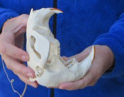  B-Grade 5" North American Beaver Skull 