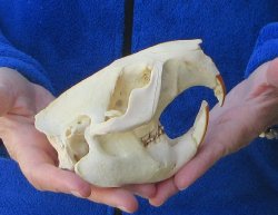 5" North American Beaver Skull 