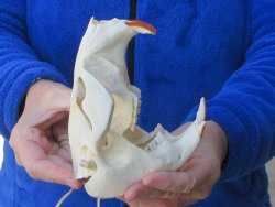  B-Grade 5-3/4" North American Beaver Skull 