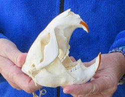  B-Grade 4-3/4" North American Beaver Skull 