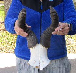 B-Grade 17" Horns on Male Red Hartebeest Skull Plate 