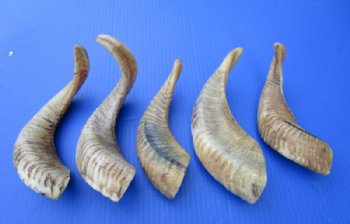 Buffed Indian Ram, Sheep Horns 12 to 15 inch (2 pc, 10 pc)