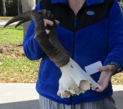 B-Grade 17" Horns on Female Red Hartebeest Skull Plate 