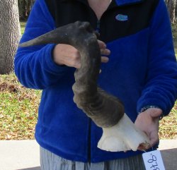 B-Grade 18" Horns on Male Red Hartebeest Skull Plate 