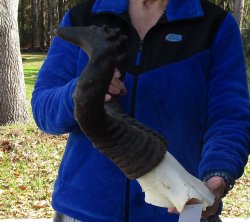 B-Grade 16" and 19" Horns on Male Red Hartebeest Skull Plate 