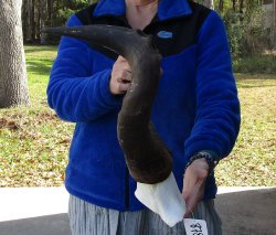 21 Inch Horns on Male Red Hartebeest Skull Plate 