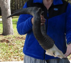 B-Grade 22" Horns on Male Red Hartebeest Skull Plate 