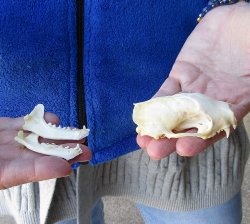 North American Skunk Skull 3 inches