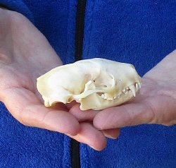 North American Skunk Skull 3 inches