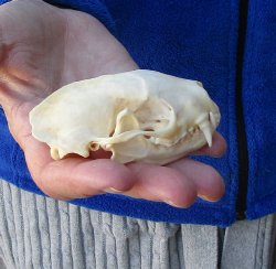 North American Skunk Skull 3-1/4 inches