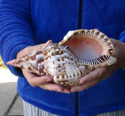 Caribbean Triton seashell 9-1/2 inches
