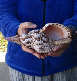 Caribbean Triton seashell 9 inches