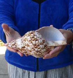Caribbean Triton seashell 9-3/4 inches