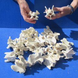 Twenty Five Wild Boar Neck Vertebrae 2" to 4" 