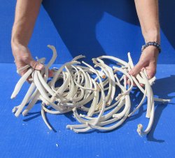 Fifty piece Wild Boar/Deer Ribs 9" to 12" 