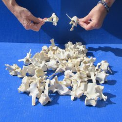 Fifty Wild Boar Vertebrae Bones, 2" to 3-1/2" 