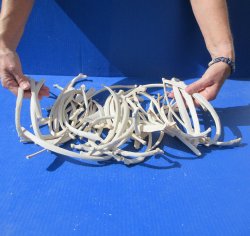 Fifty piece Wild Boar/Deer Ribs 9" to 12" 