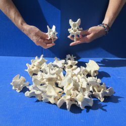 Twenty Five Wild Boar Neck Vertebrae 2" to 4" 