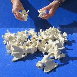 Twenty Five Wild Boar Neck Vertebrae 2" to 4" 