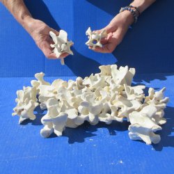 Twenty Five Wild Boar Neck Vertebrae 2" to 4" 