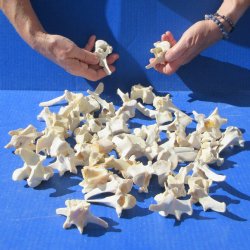 Fifty Wild Boar Vertebrae Bones, 2" to 3-1/2" 