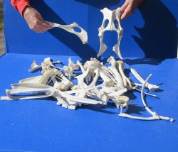 4lb Assorted Bones